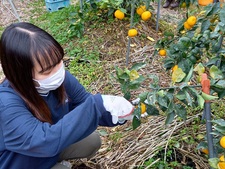 人間健康科食物栄養専攻の学生が阿波すず香の収穫体験を行いました
